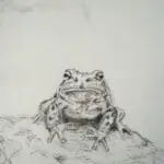 Begegnungen mit Tieren Kohlezeichnung sitzender Frosch