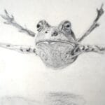 Der fliegende Frosch. Zeichnung